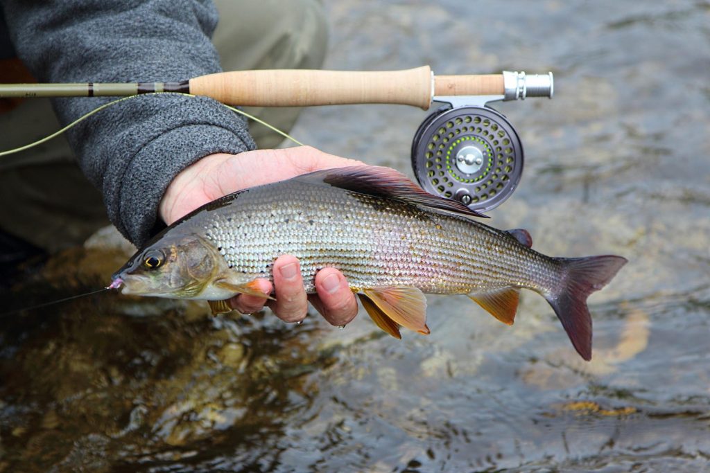 Fliegenfischen auf Äschen im Winter: Wenn die Temperaturen fallen beginnt die hohe Zeit der Äsche!